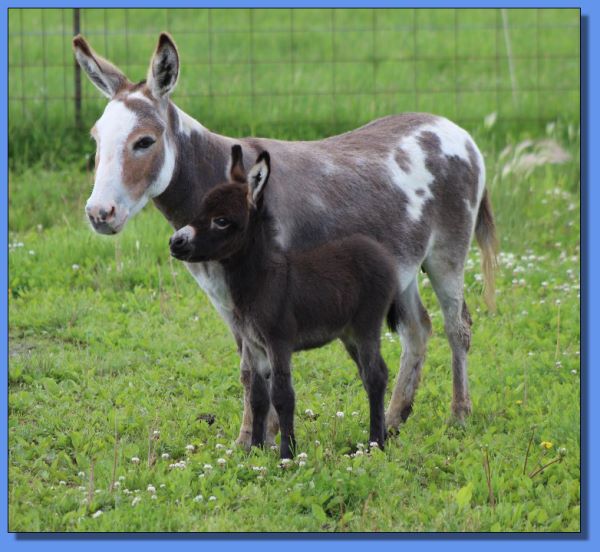 Hauenstein's Sprite & Ass-Pirin Acres Somboretta