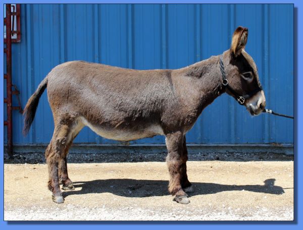 Ass-Pirin Acres Sugar