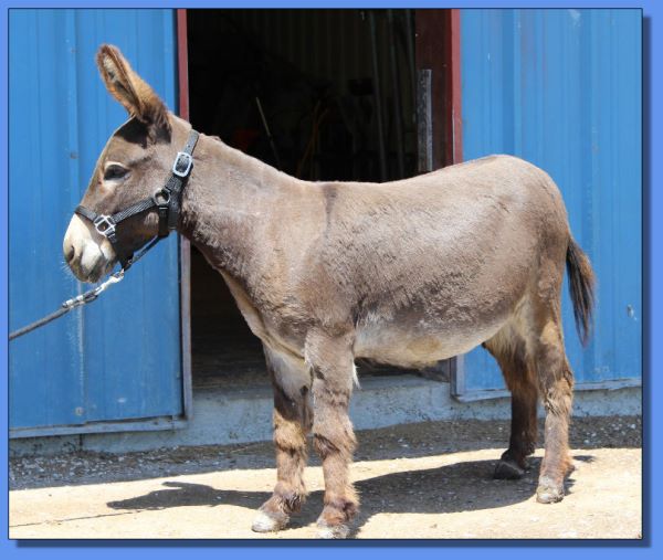 Ass-Pirin Acres Sugar