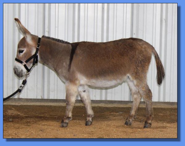 Ass-Pirin Acres Sweet Fire