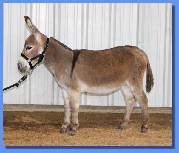 Ass-Pirin Acres Sweet Fire