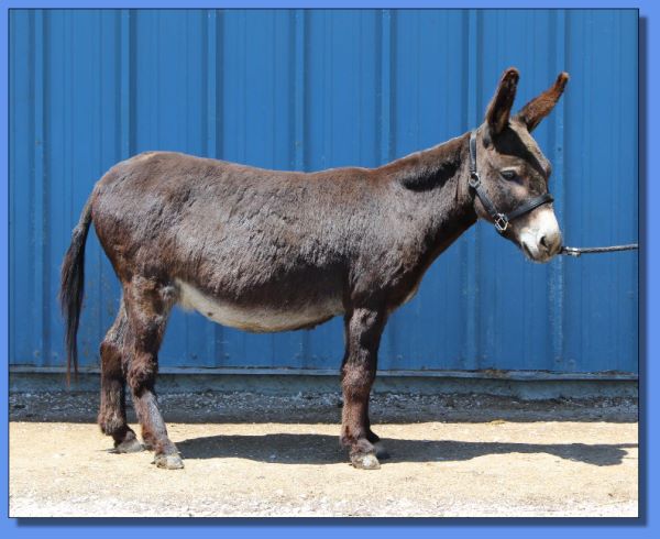 Ass-Pirin Acres Sweet Georgia Brown