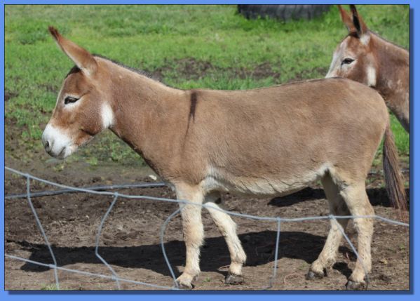 Ass-Pirin Acres Tarissa