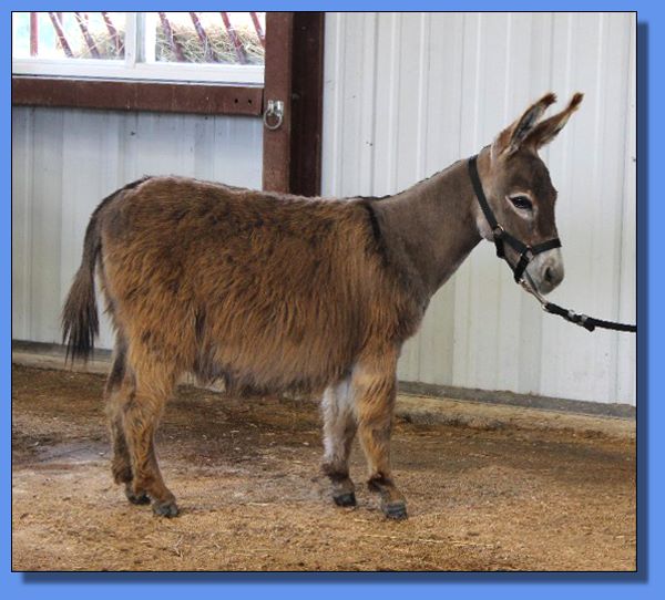 Ass-Pirin Acres Tea Cup