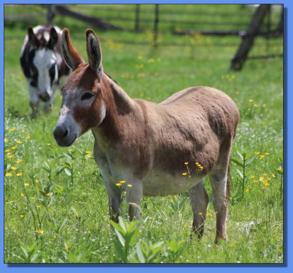 Ass-Pirin Acres TiggerBelle