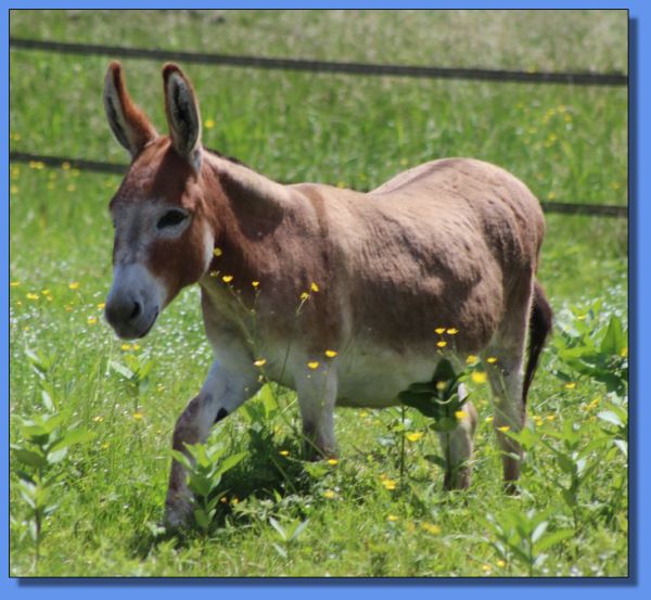 Ass-Pirin Acres TiggerBelle