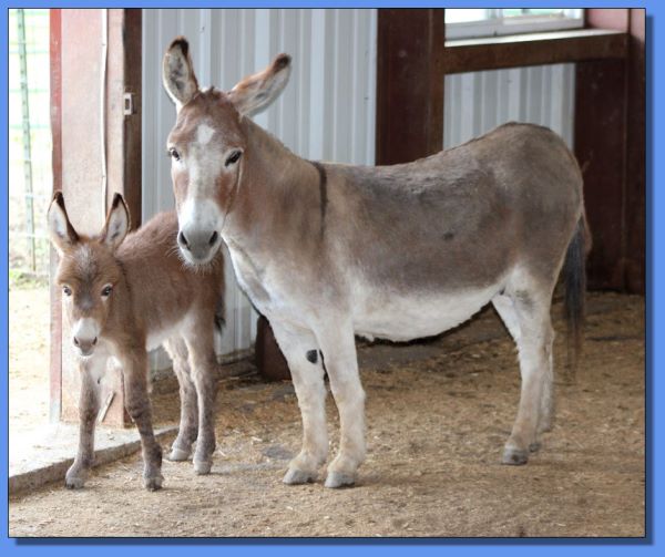 Ass-Pirin Acres Tonawanda & Jennet Foal, Ass-Pirin Acres Tootsie Pop