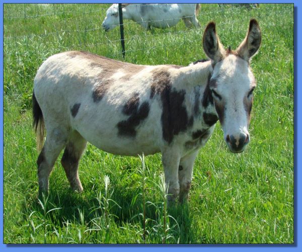 Ass-Pirin Acres Vashanti