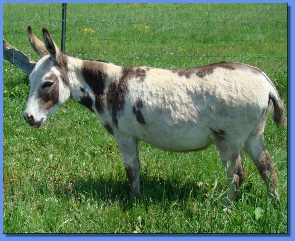 Ass-Pirin Acres Vashanti