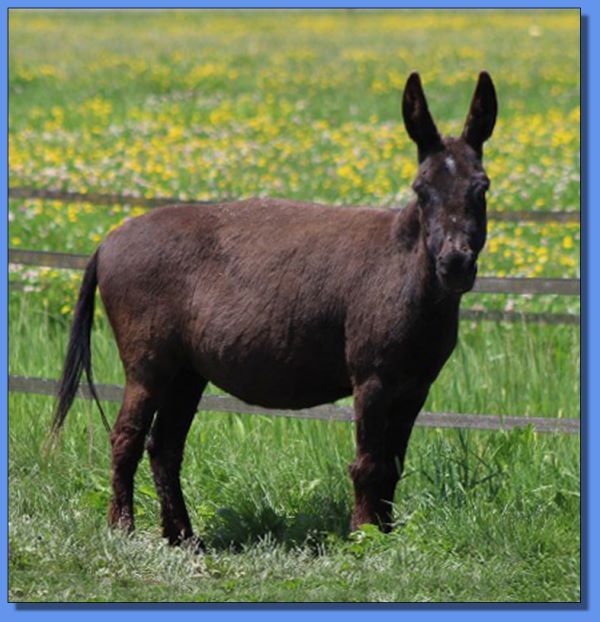 Ass-Pirin Acres Wyaconda