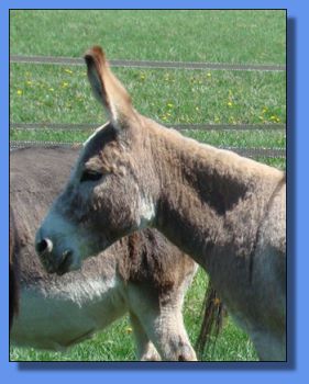 Ass-Pirin Acres China Star