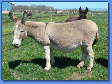 Ass-Pirin Acres China Star