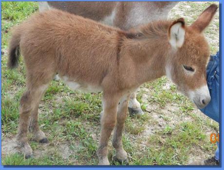 Ass-Pirin Acres He B Fireworks