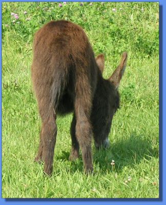 Click photo to enlarge image