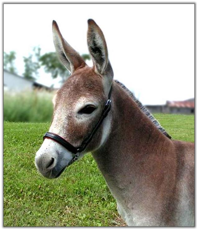 Ass-Pirin Acres Red Velvet