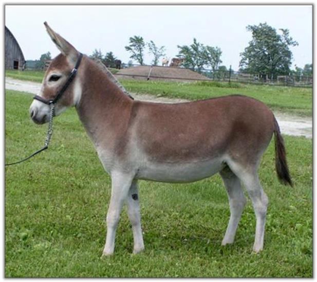 Ass-Pirin Acres Red Velvet