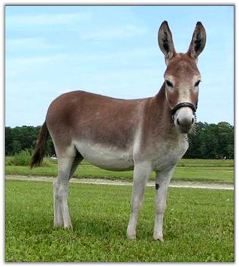 Ass-Pirin Acres Red Velvet