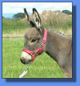 Ass-pirin Acres Sherlock