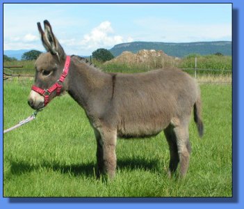 Ass-pirin Acres Sherlock