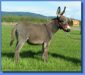 Ass-pirin Acres Sherlock