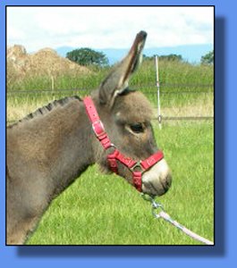 Ass-pirin Acres Sherlock