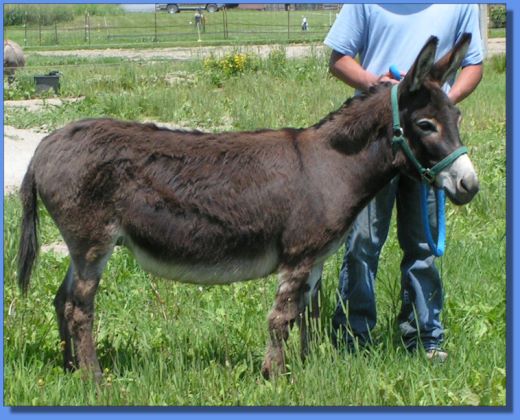 Ass-Pirin Acres Suki Two