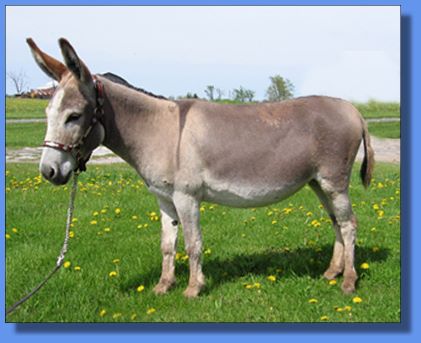 Ass-Pirin Acres Zina