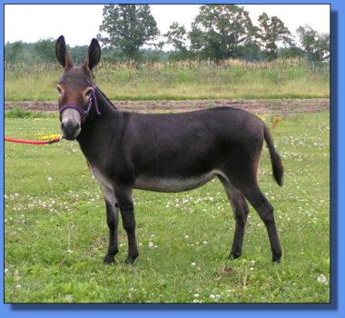 Ass-Pirin Acres Saucy Girl