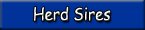 Miniature Donkey Herd Sires
