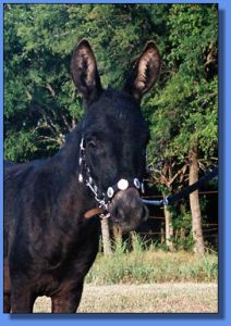 Lot # 8 ~ Hill Country Mininature Afternoon Delight