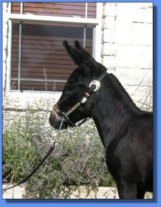 Lot # 8 ~ Hill Country Mininature Afternoon Delight