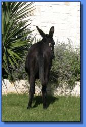 Lot # 8 ~ Hill Country Mininature Afternoon Delight