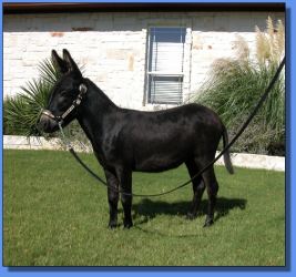 Lot # 8 ~ Hill Country Mininature Afternoon Delight