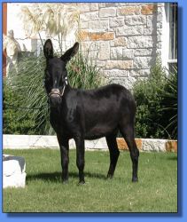 Lot # 8 ~ Hill Country Mininature Afternoon Delight