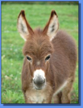 Ass-Pirin Acres Ambi Afire