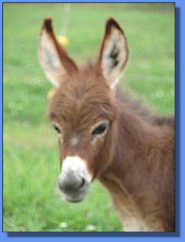 Ass-Pirin Acres Ambi Afire