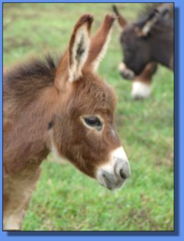 Ass-Pirin Acres Ambi Afire