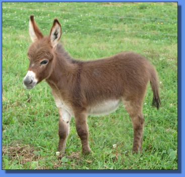 Ass-Pirin Acres Ambi Afire