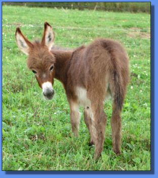 Ass-Pirin Acres Ambi Afire