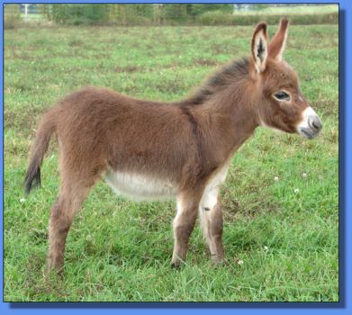 Ass-Pirin Acres Ambi Afire