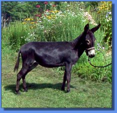 Lot #6 ~ Maxwell Ridge Farm Amore