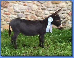 Lot 4 ! ~ Stoney Acres Angelika