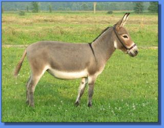 Lot #24 ~ Ass-Pirin Acres Annabella