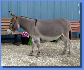 Ass-Pirin Acres Antoinette - Lot #21