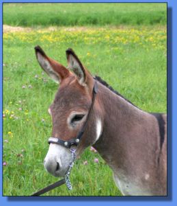 Lot # 5 ~ Ass-Pirin Acres Arabella