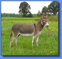 Lot # 5 ~ Ass-Pirin Acres Arabella