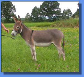 Lot # 5 ~ Ass-Pirin Acres Arabella