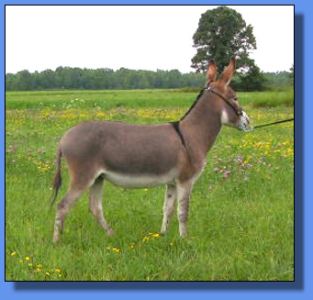 Lot # 5 ~ Ass-Pirin Acres Arabella