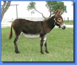 Arrow Creek Andrea - Lot #18