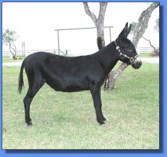 Arrow Creek Mariah - Lot #26